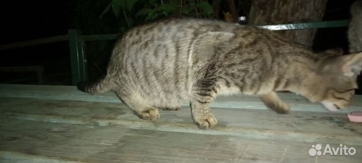 Котёнка мальчишку в добрые руки. Серый с полосами