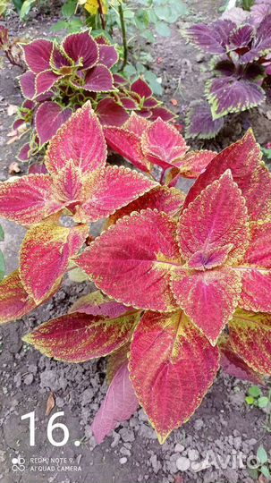 Колеусы вегитативные