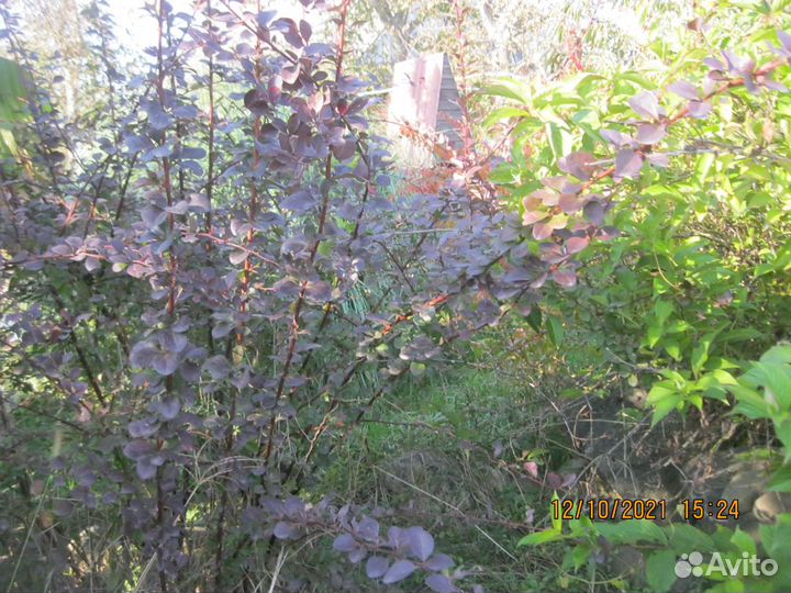 Мискантус фламинго ст- ца Азовская