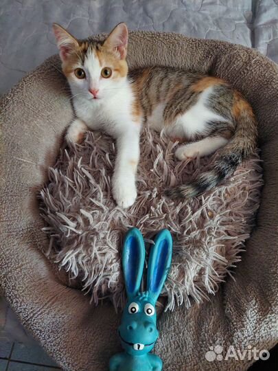 Девочка 4 месяца