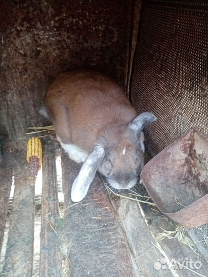 Немецкий Ризен - чистокровные