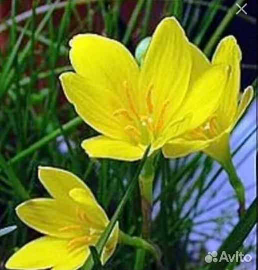 Зефирантес желтый, белый, розовый, красный