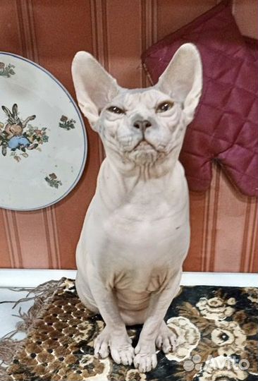 Кошки в добрые руки