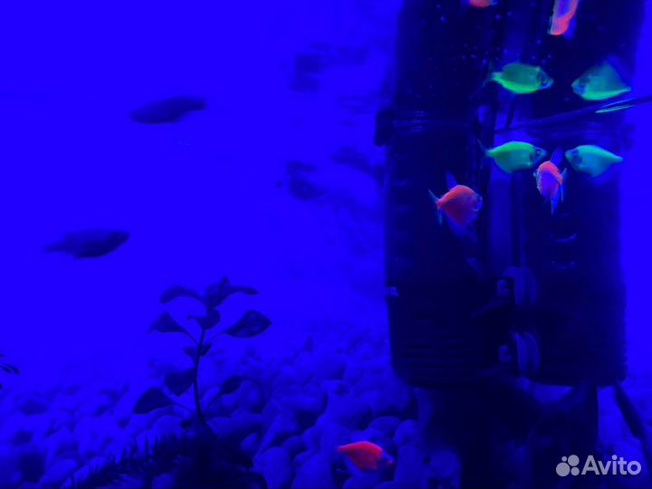 Стайка Тернеций гло