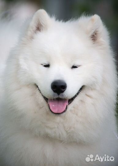 Вязка Самоед