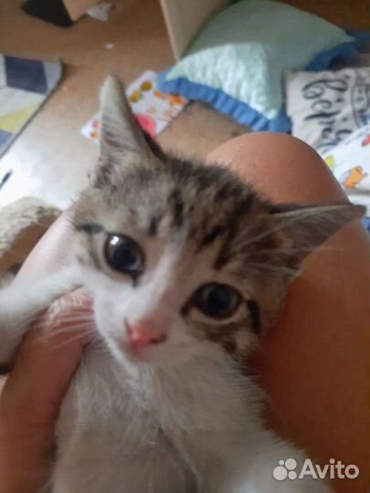 Котик в добрые руки