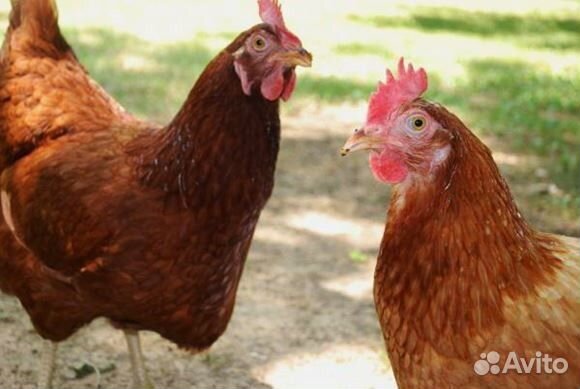 Куры породы леггорн