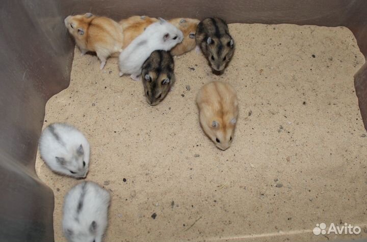 Хомяки джунгарские