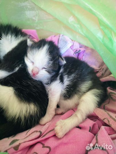 Котята в добрые руки