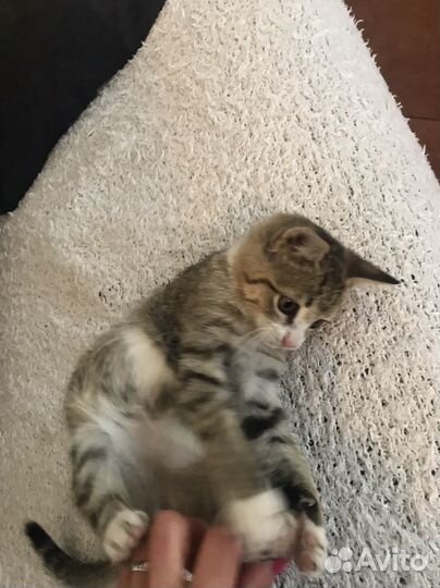 Отдам котенка в добрые руки