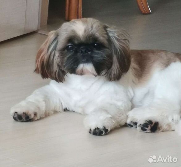 Ши-тцу вязка