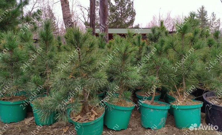 Саженцы сибирского кедра