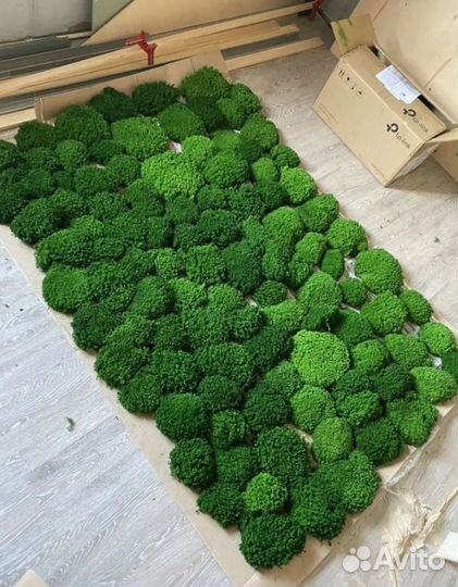 Королевские кочки мох премиум качества