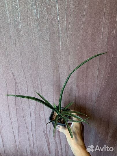 Сансиеверия