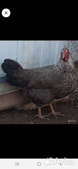 Инкубационное яйцо