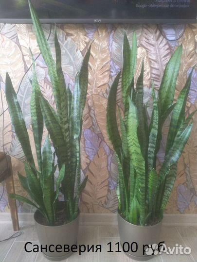 Комнатные цветы