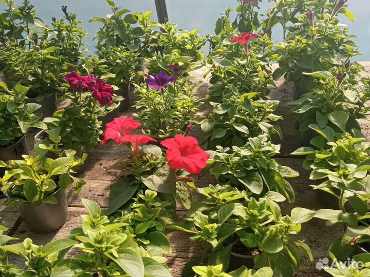 Цветы катарантусы