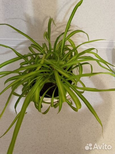 Хлорофитум грин бонни