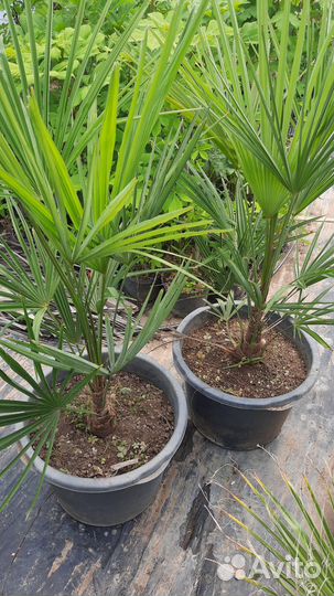 Трахикарпус форчуна