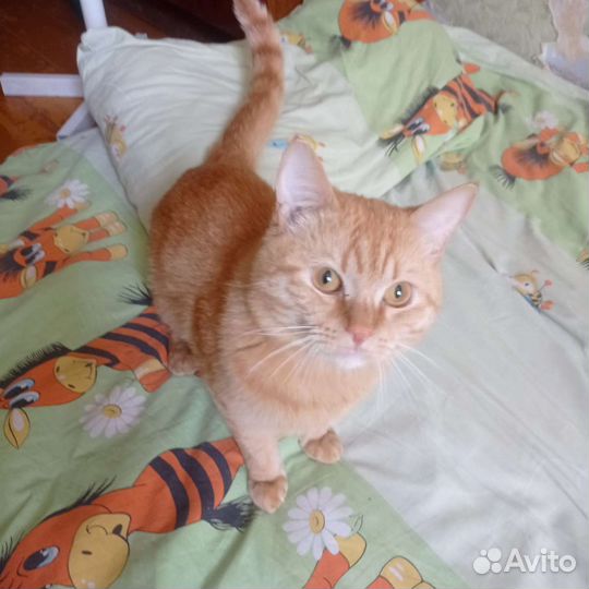 Кошка в дар бесплатно
