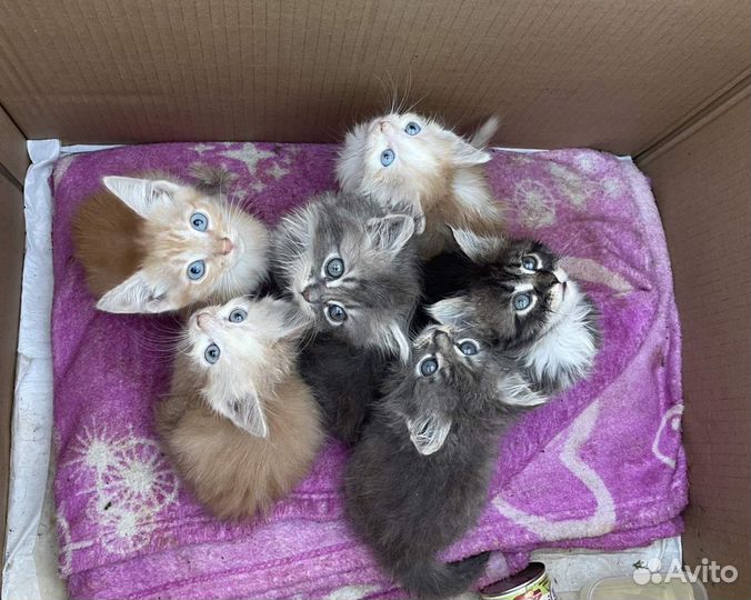 Котята в добрые руки