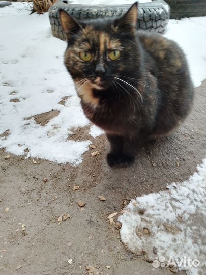 Котята в добрые руки даром