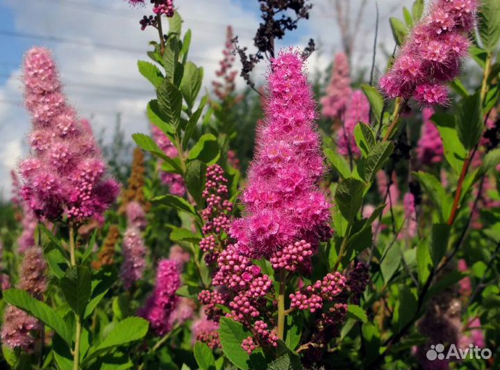 Астьльба, саженцы разных цветений