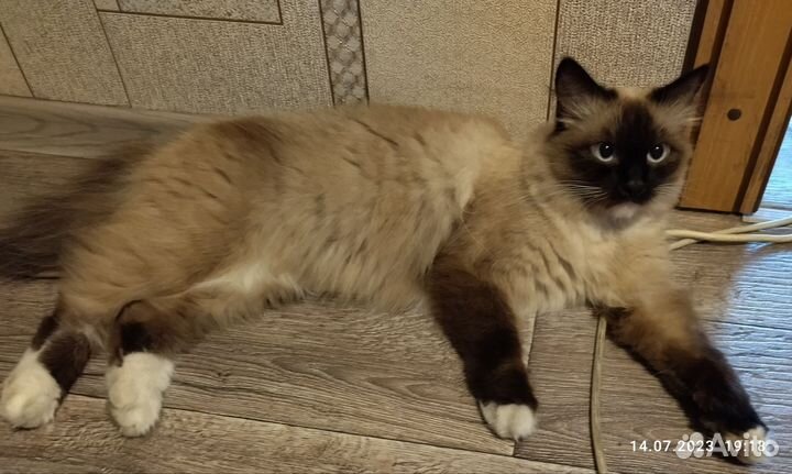 Кошка в дар бесплатно