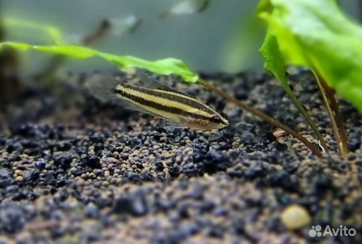 Гурами лакричный карликовый