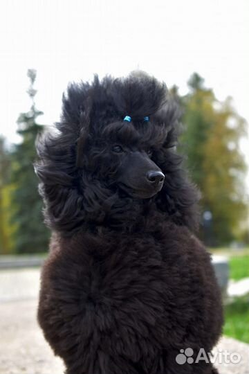 Домашние животные собаки маленькие