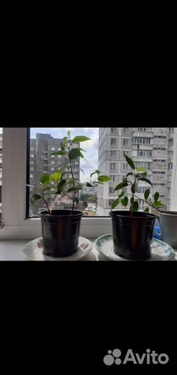 Фикус бенджамина