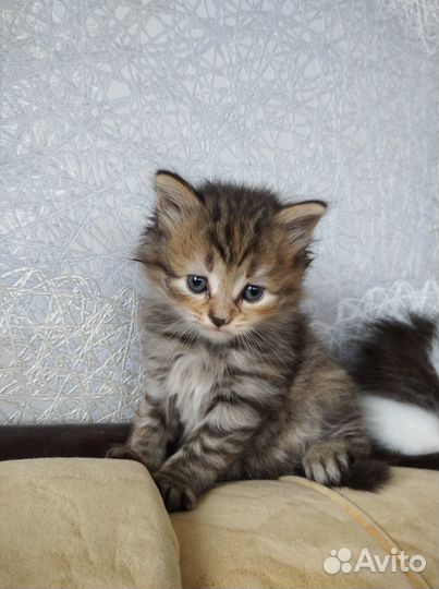 Дарю котят