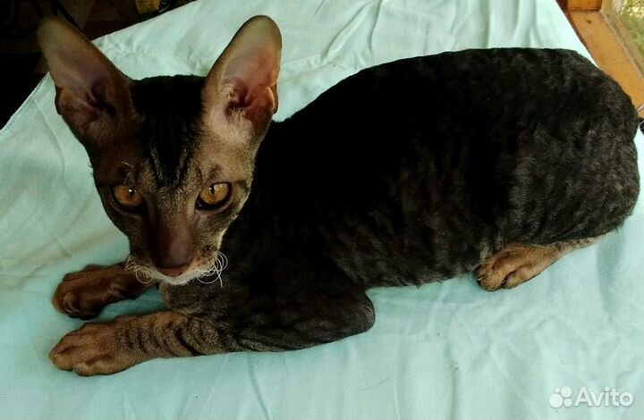 Корниш-рекс