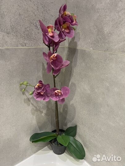 Орхидея дендробиум