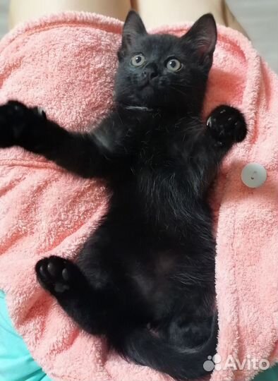 Котёнок, девочка