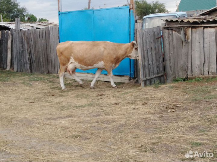 Корова тёлка
