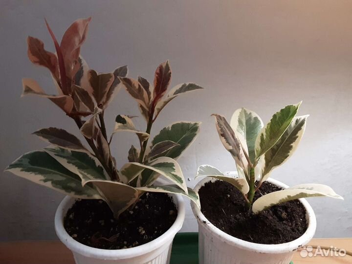 Фикус Мелани вариегатный