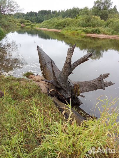 Корни морёного дуба