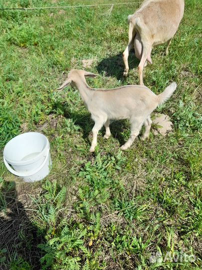 Нубийская козочка