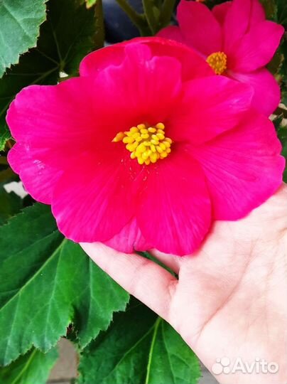 Бегония махровая красная и желтая