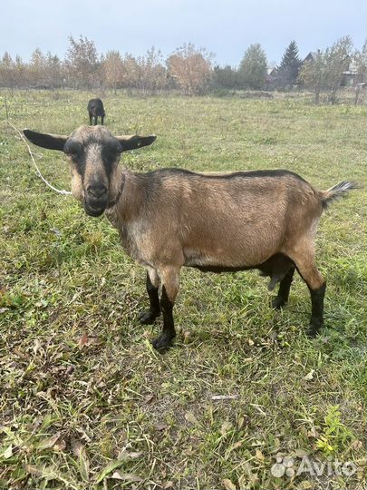 Коза дойная