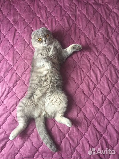 Шотландский вислоухий