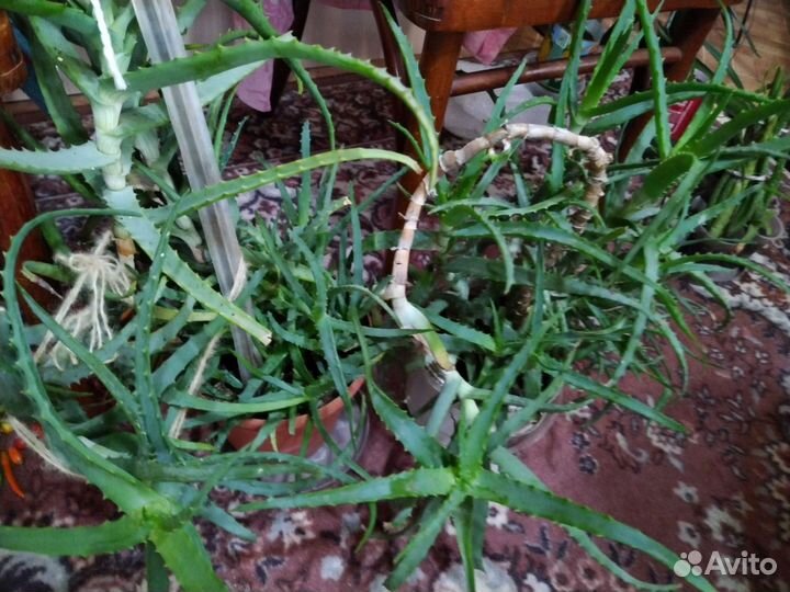 Кактусы, цветы комнатные