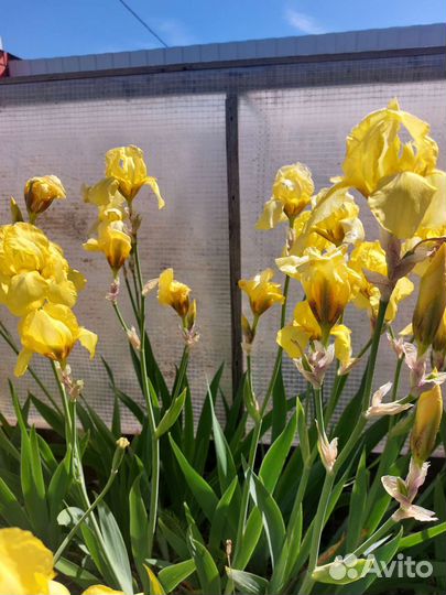 Ирисы