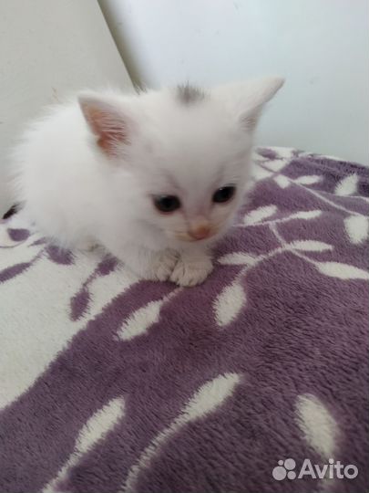 Котëнок в дар