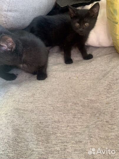 Гладкошерстные котята