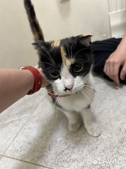 Найдена кошка