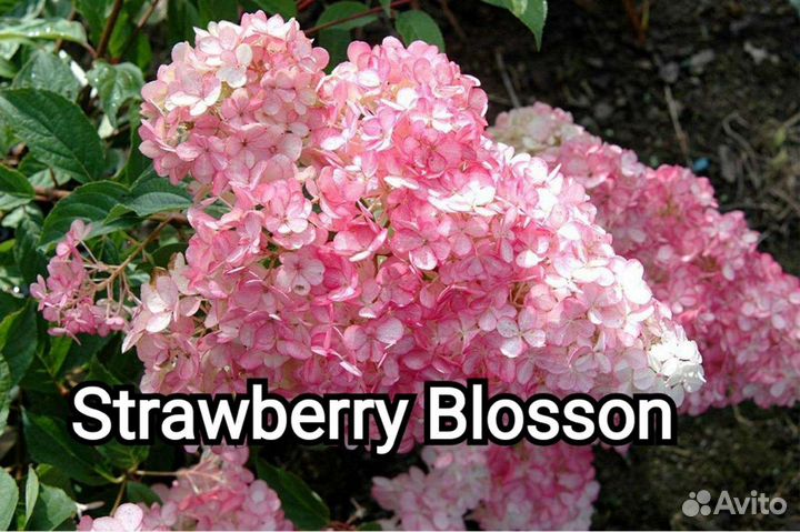 Гортензия метельчатая