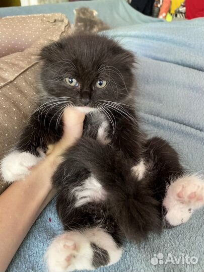 Котята усатые друзья
