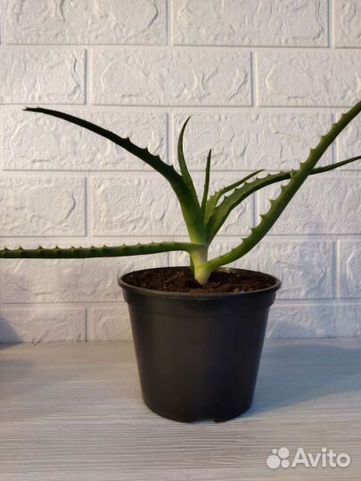 Алоэ (Столетник) лечебное от 1 года